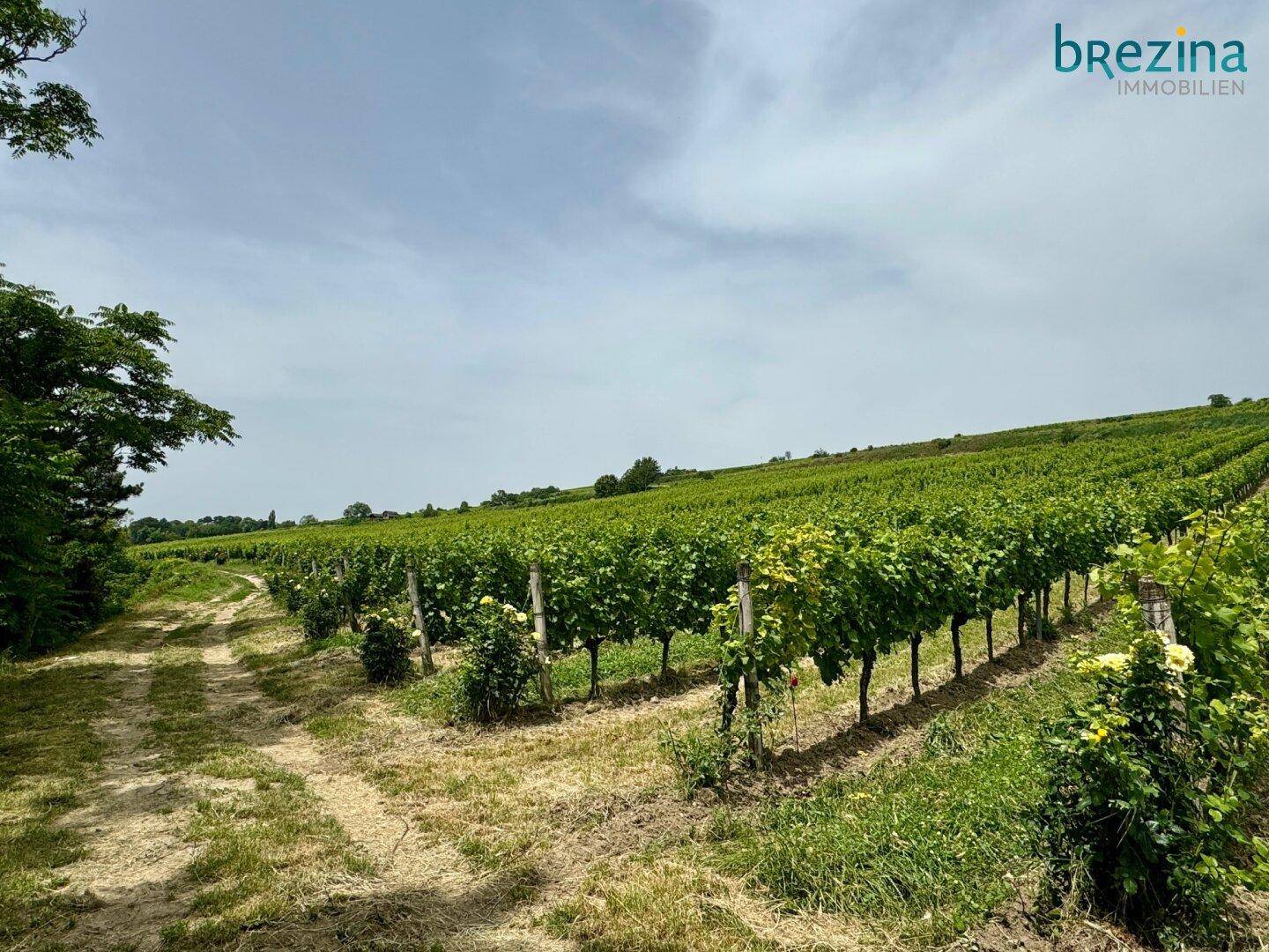 Ausgang in die Weinberge