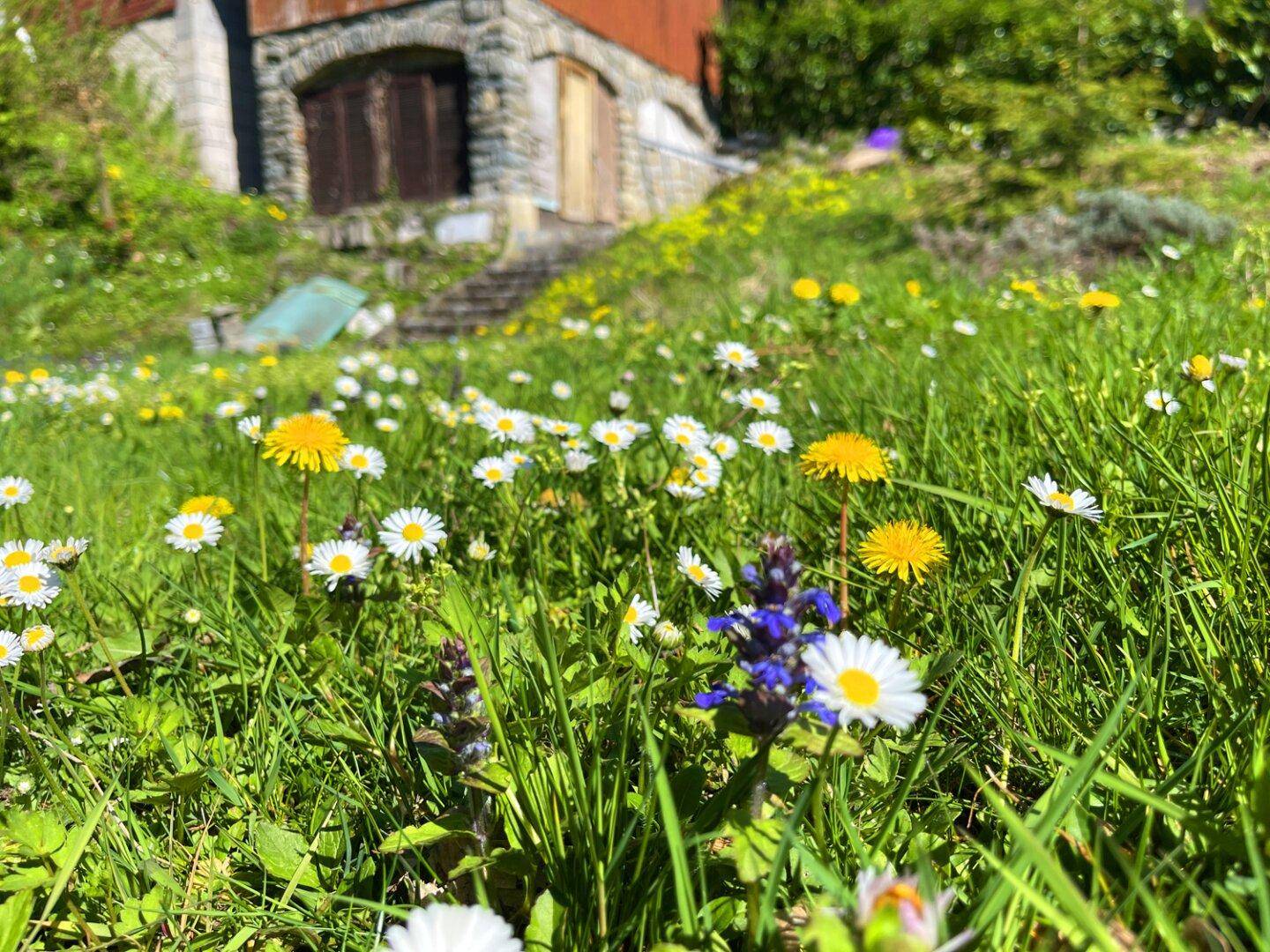 Nahaufnahme einer bunten Blumenwiese mit Gänseblümchen und Löwenzahn im Frühling.