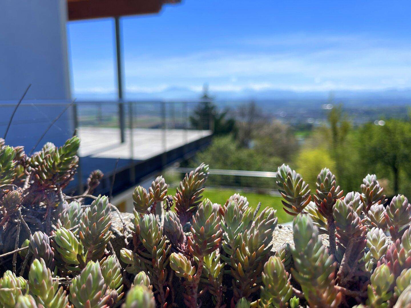 Nahaufnahme von Pflanzen mit einem malerischen Fernblick auf die Landschaft im Hintergrund.
