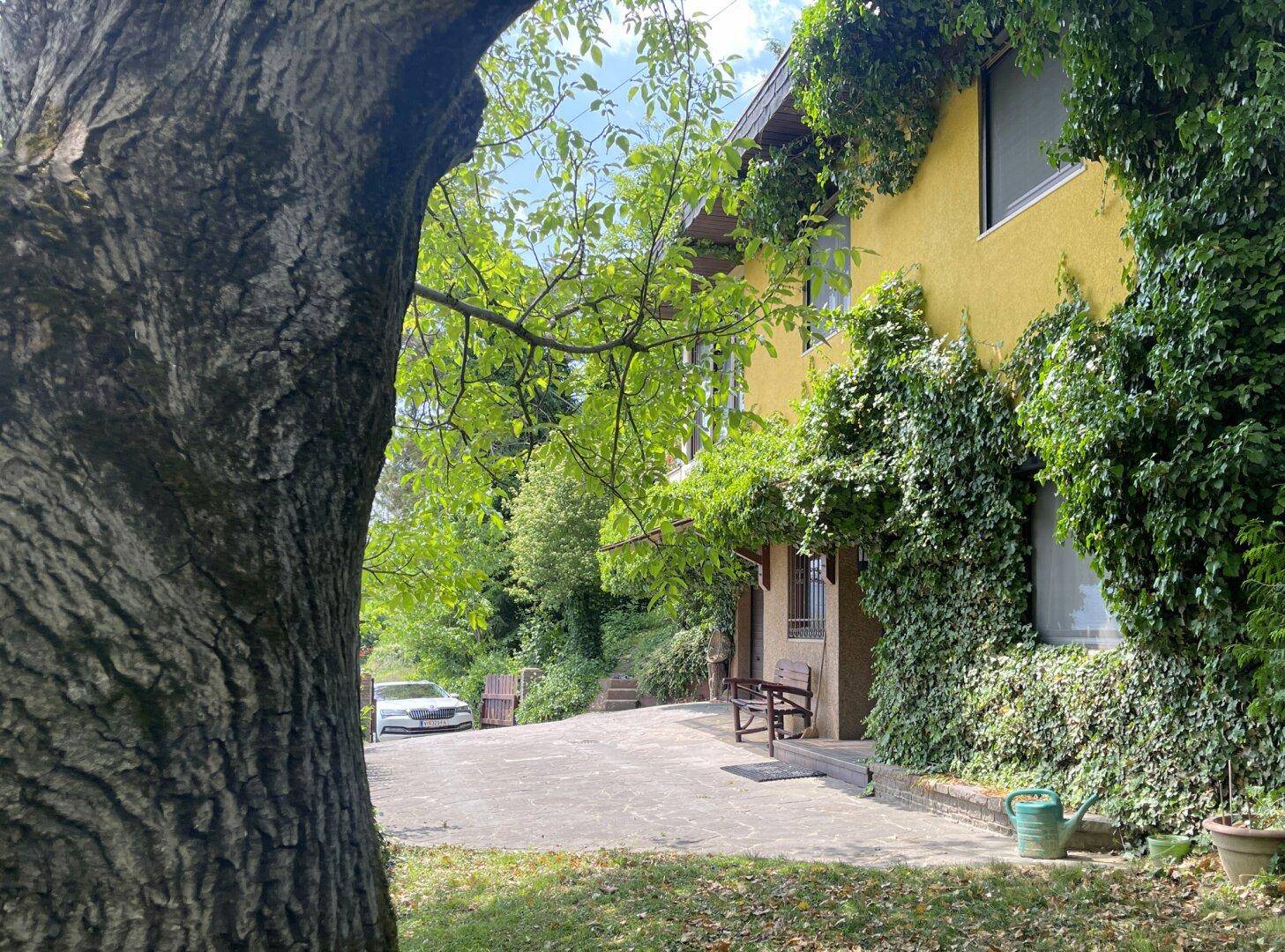 Haus mit gelber Fassade und gepflasterter Auffahrt, eingerahmt von einem großen Baum.