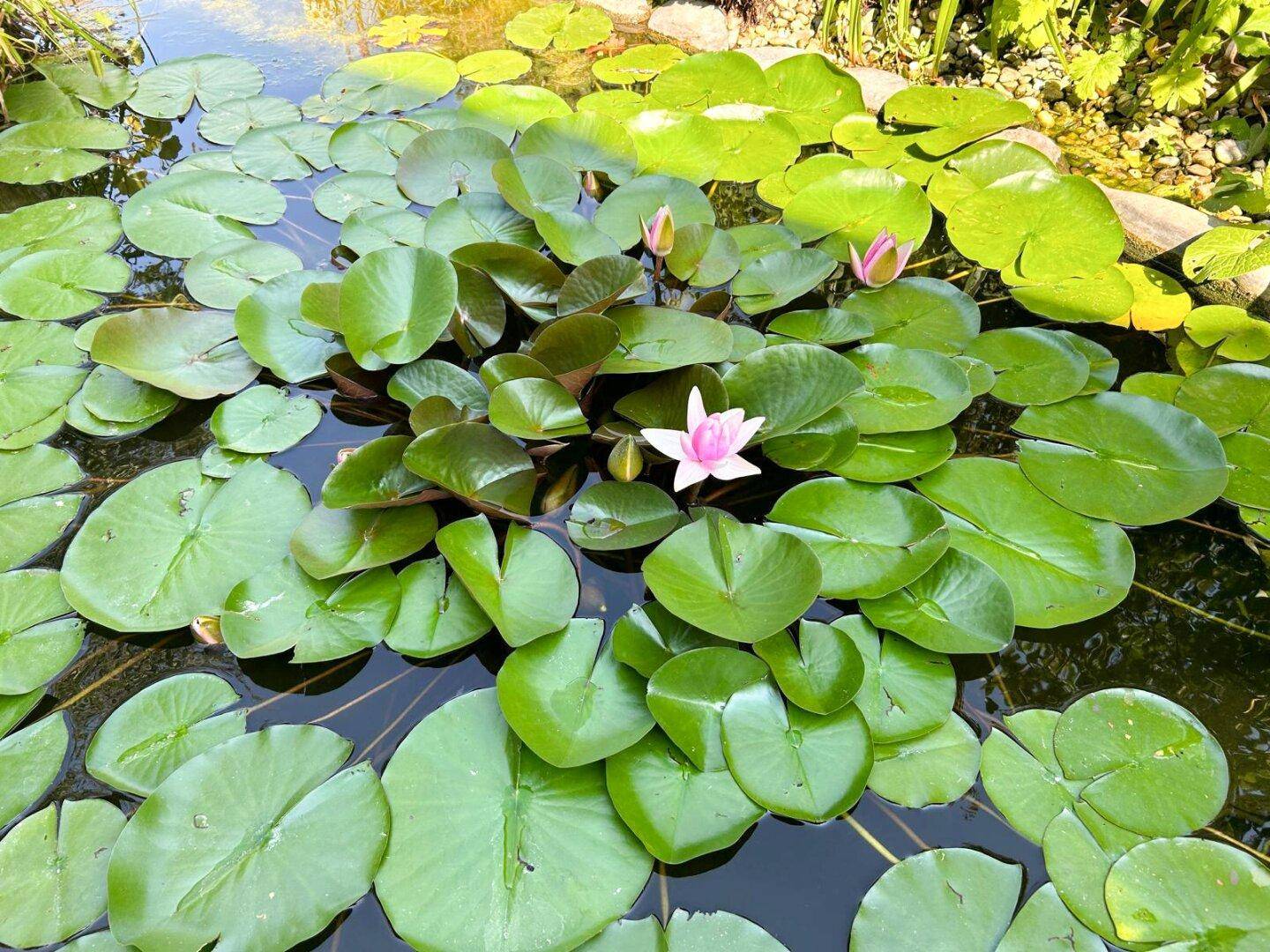 Nahaufnahme eines Gartenteichs mit blühenden Seerosen und üppigem Grün.