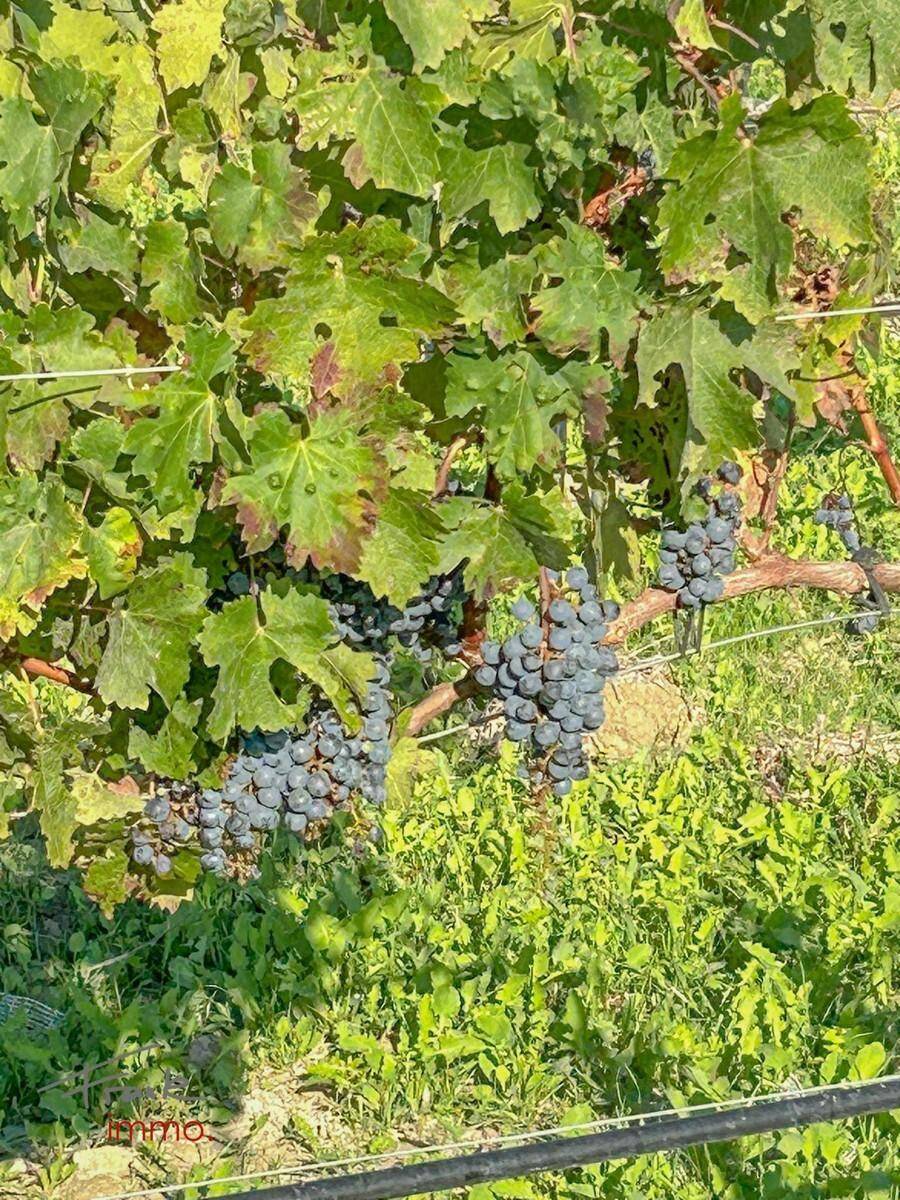 Wein