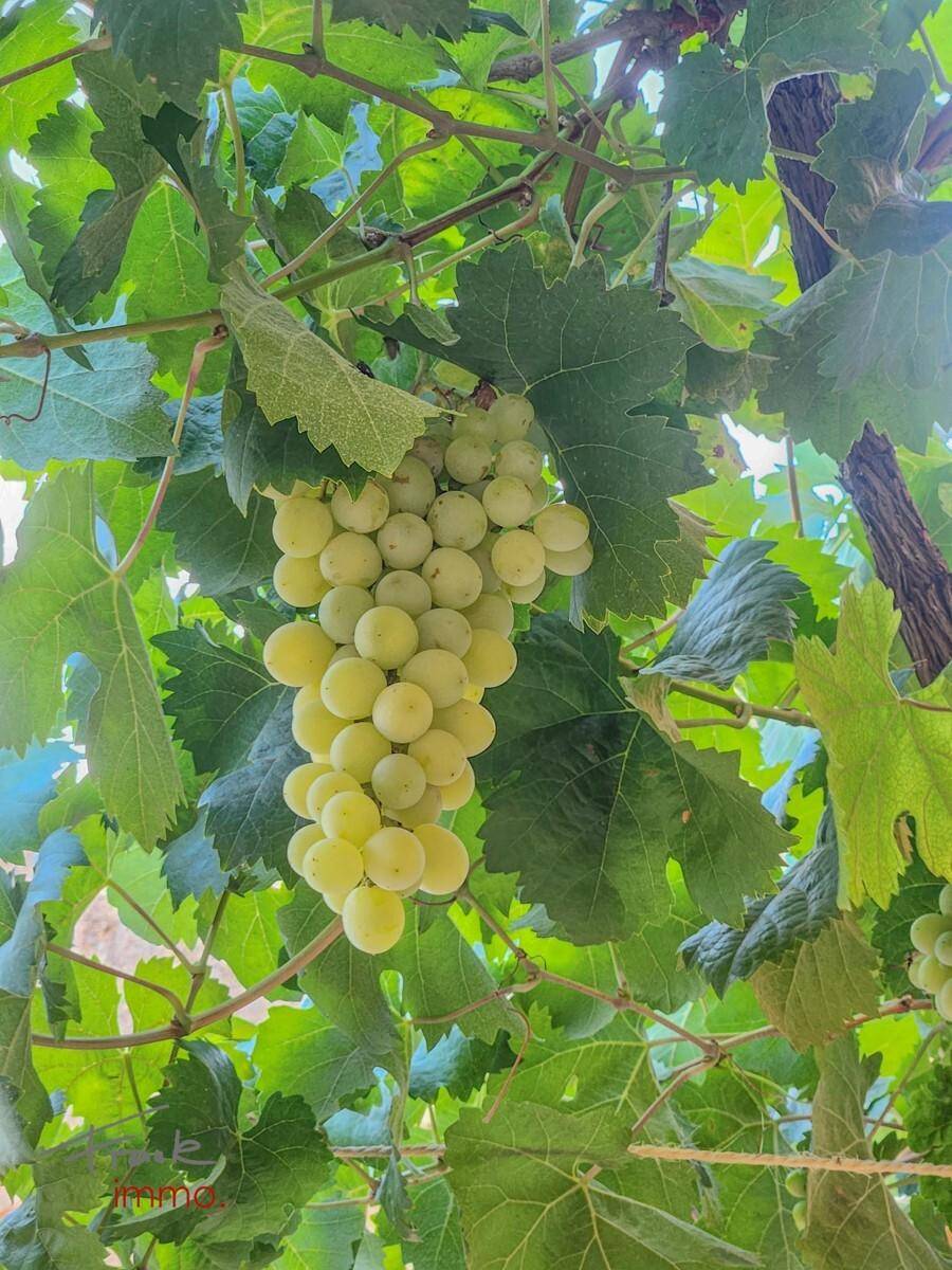 Wein