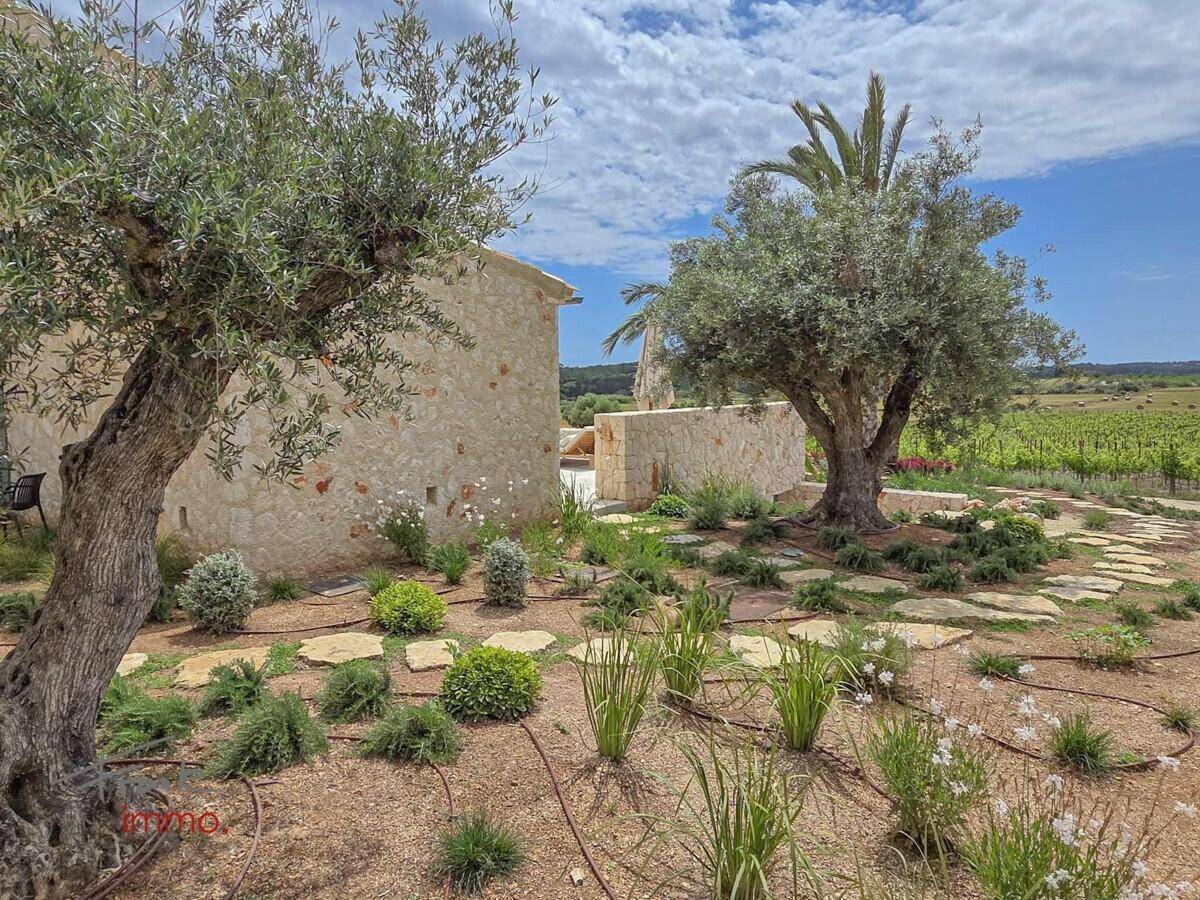 Mediterraner Garten mit Olivenbäumen, Sträuchern und Steinwegen, angrenzend an einen Weinberg.