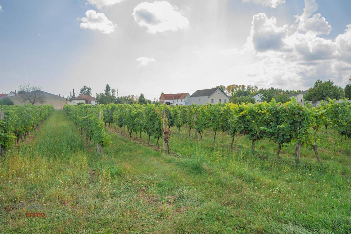 Weitläufiger Weinberg unter blauem Himmel mit vereinzelten Häusern im Hintergrund.