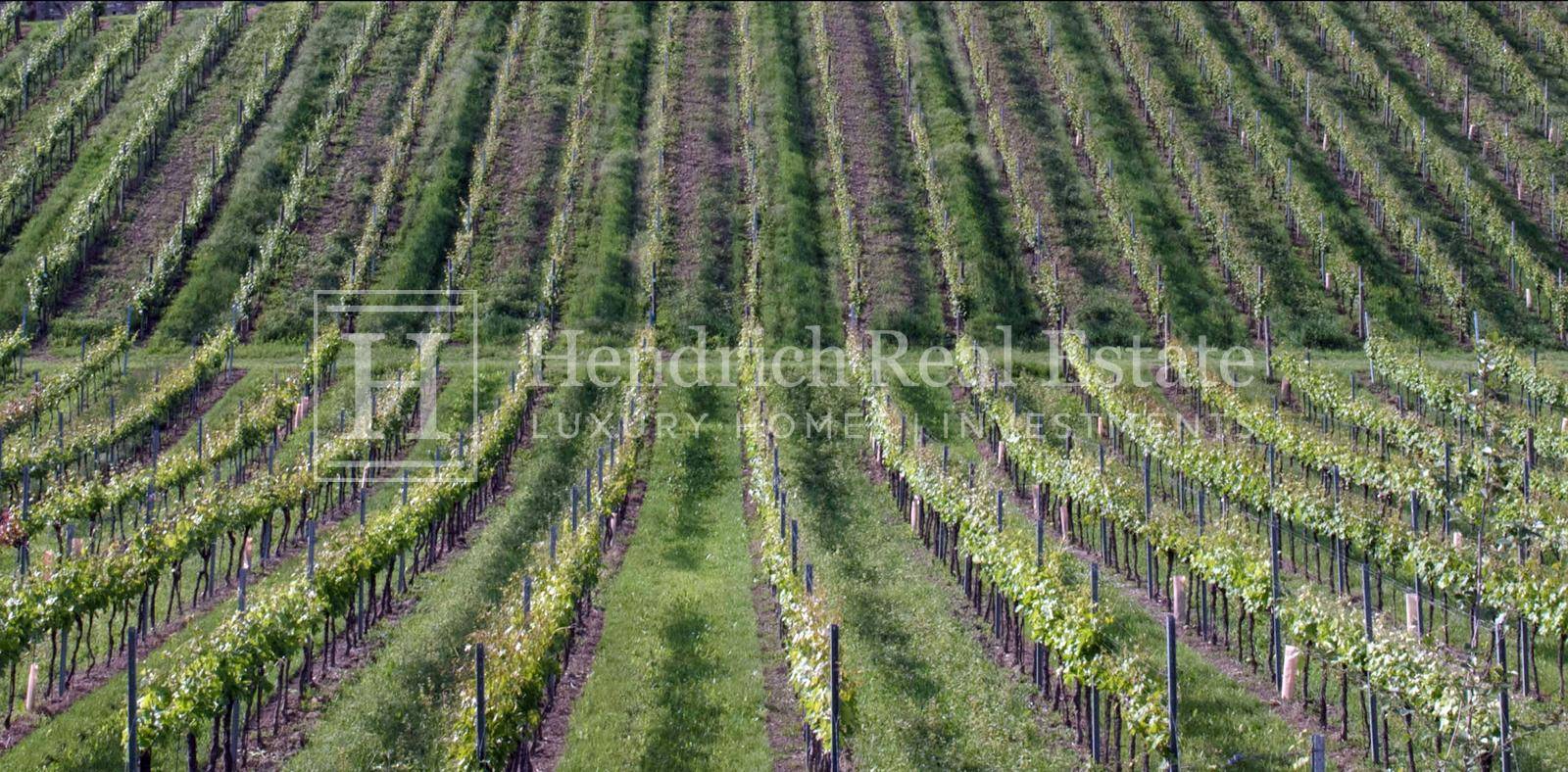 Weinreben in der Symmetrie