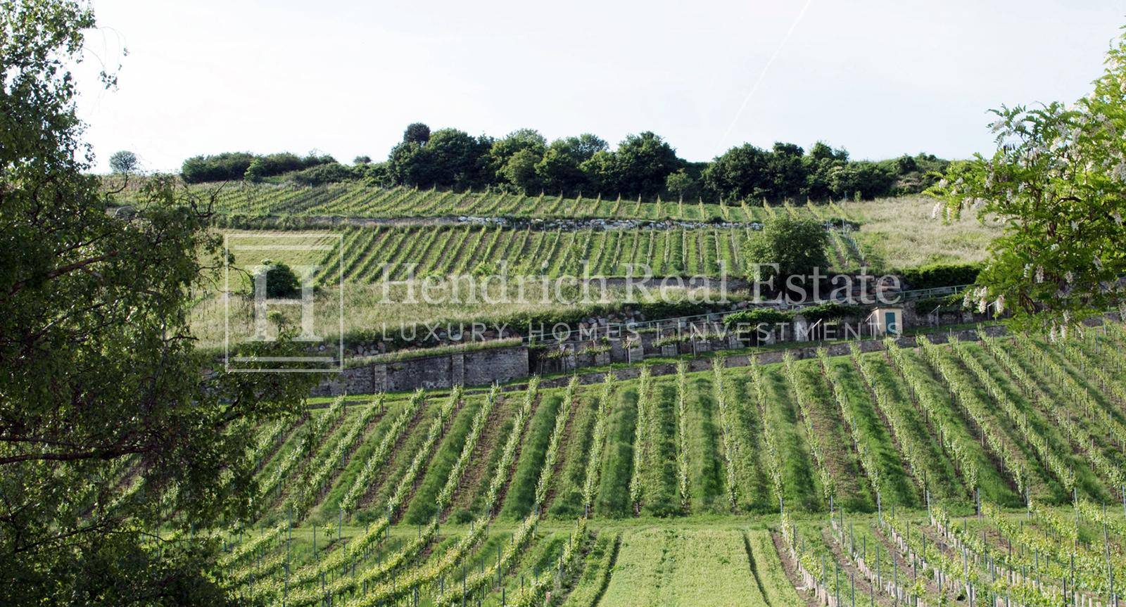 Weinberge