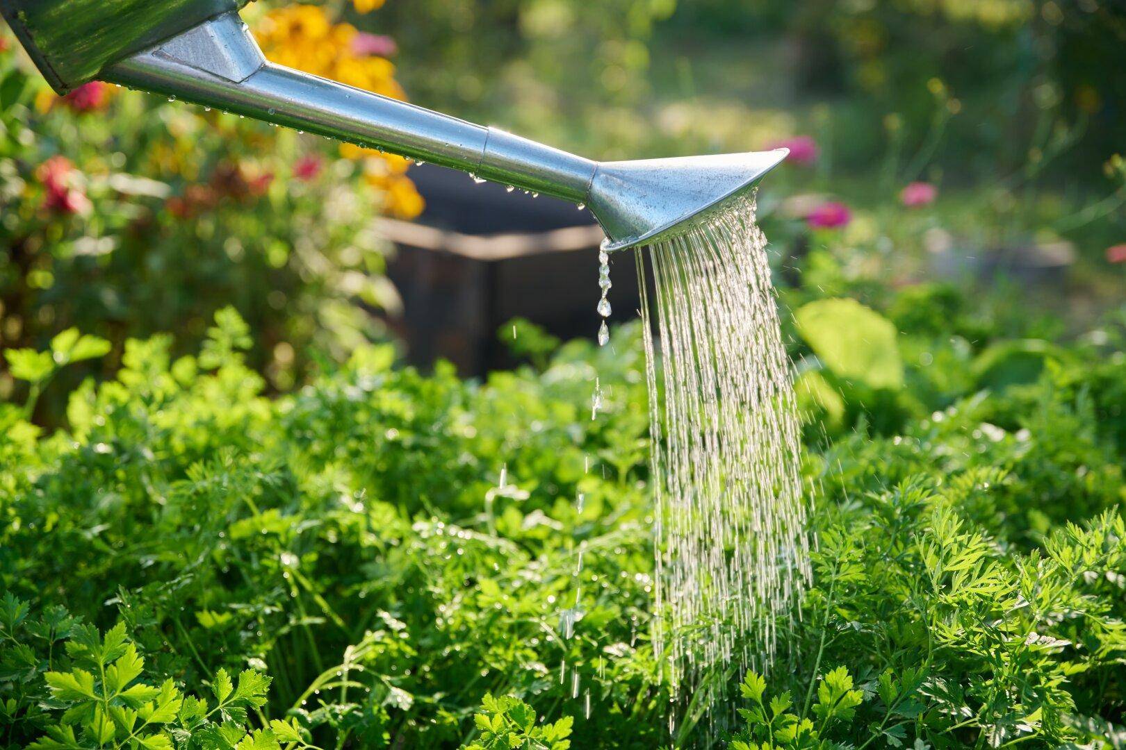 Eine Gießkanne bewässert üppige grüne Pflanzen in einem sonnigen Gartenbeet.