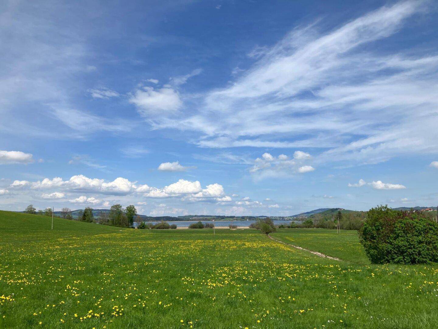Weite grüne Wiesen mit gelben Blumen und einem See im Hintergrund unter blauem Himmel.