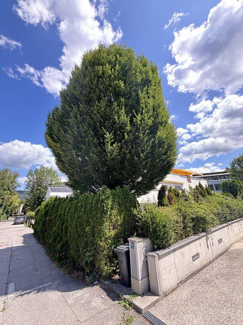 Großer, gepflegter Baum und Hecke entlang der Straße, die das Grundstück säumen.