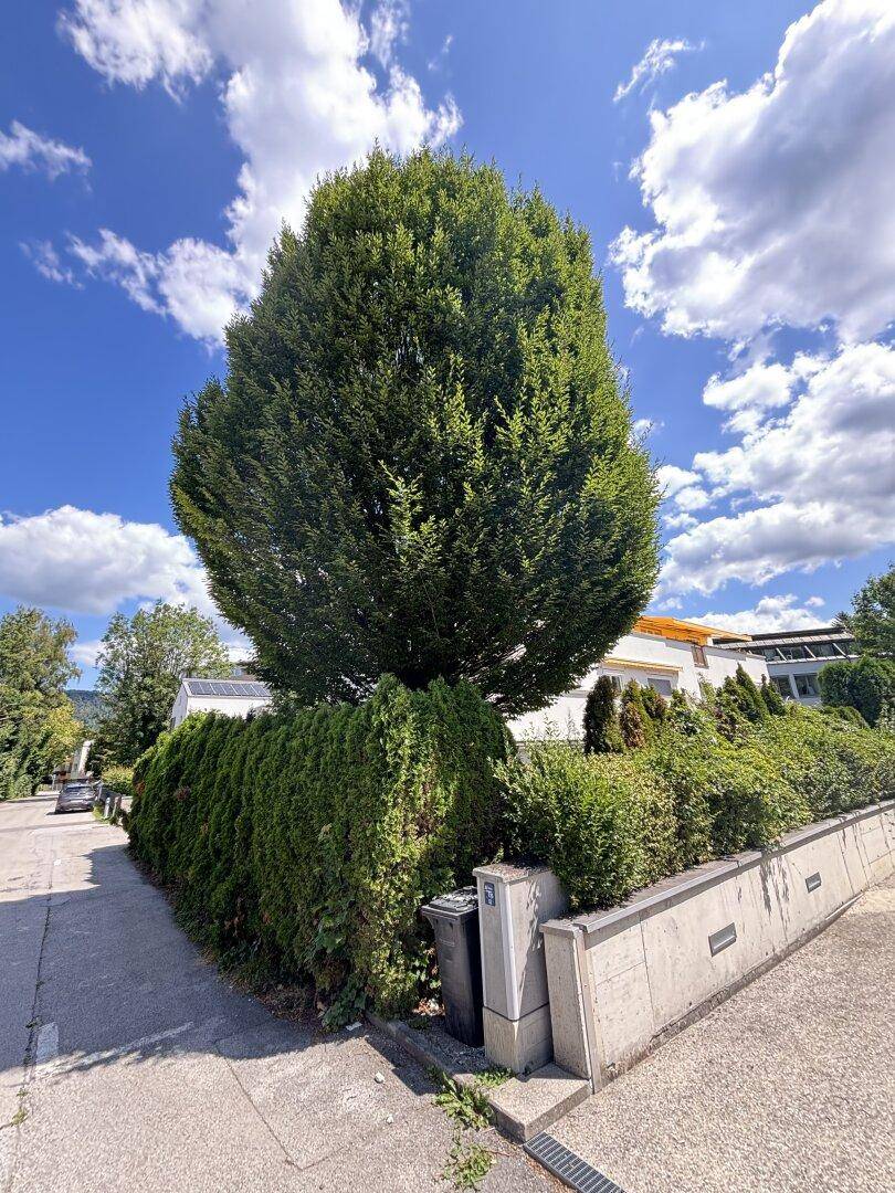 Großer, alter Baum an einer ruhigen Wohnstraße mit gepflegter Hecke.