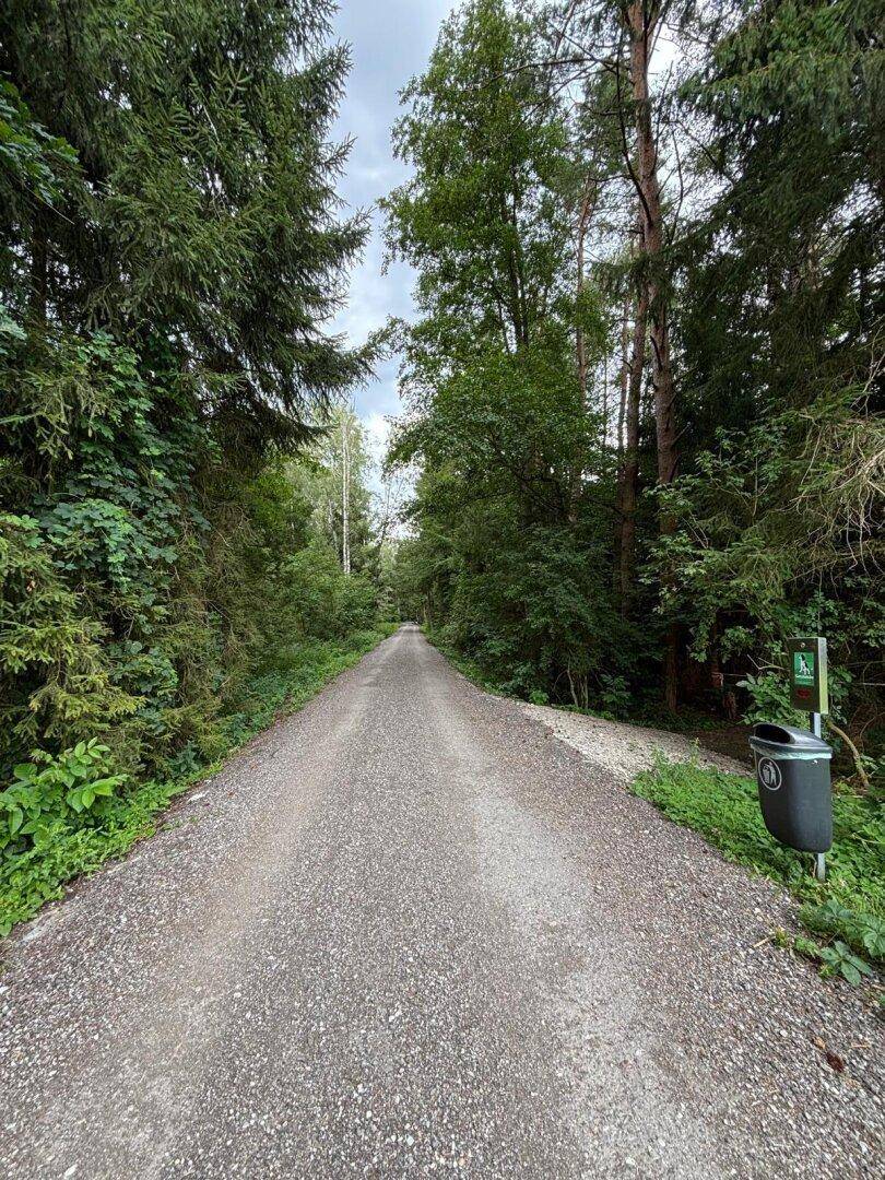 Ein Schotterweg führt durch einen dichten Wald mit hohen Bäumen und üppigem Grün.