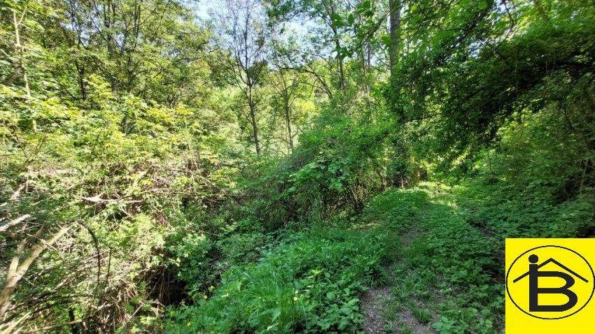 Abfahrt Wald