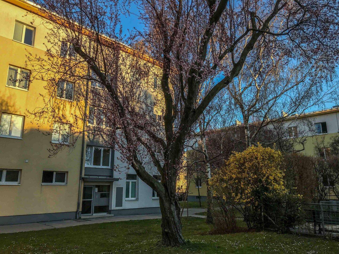 Wohngebäude mit gelber Fassade, umgeben von einem grünen Innenhof und einem großen Baum.