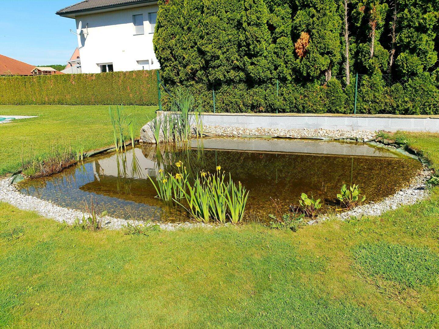 Detailansicht eines naturnahen Gartenteichs mit Wasserpflanzen und Kiesumrandung.