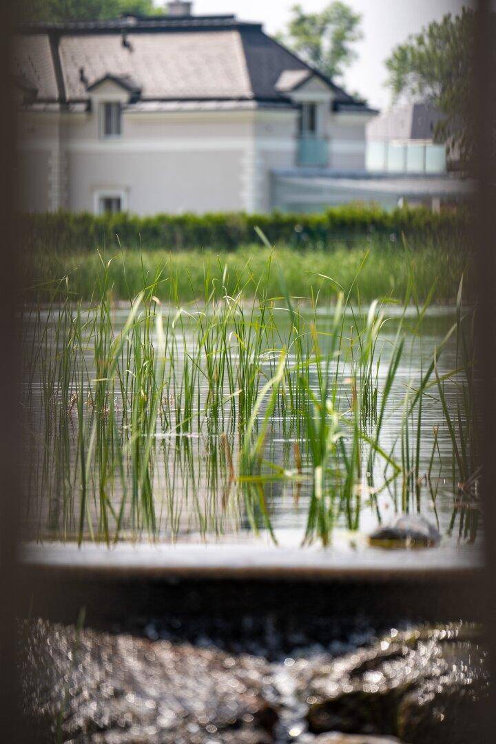 Blick auf ein Gewässer mit Schilf im Vordergrund und einem Haus im Hintergrund.