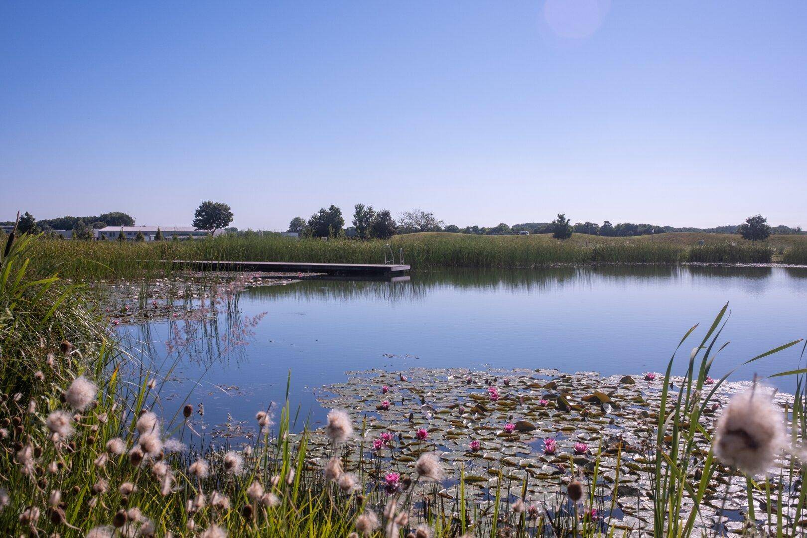 Ruhige Seenlandschaft mit Seerosen, Schilf und einem Holzsteg unter strahlend blauem Himmel.