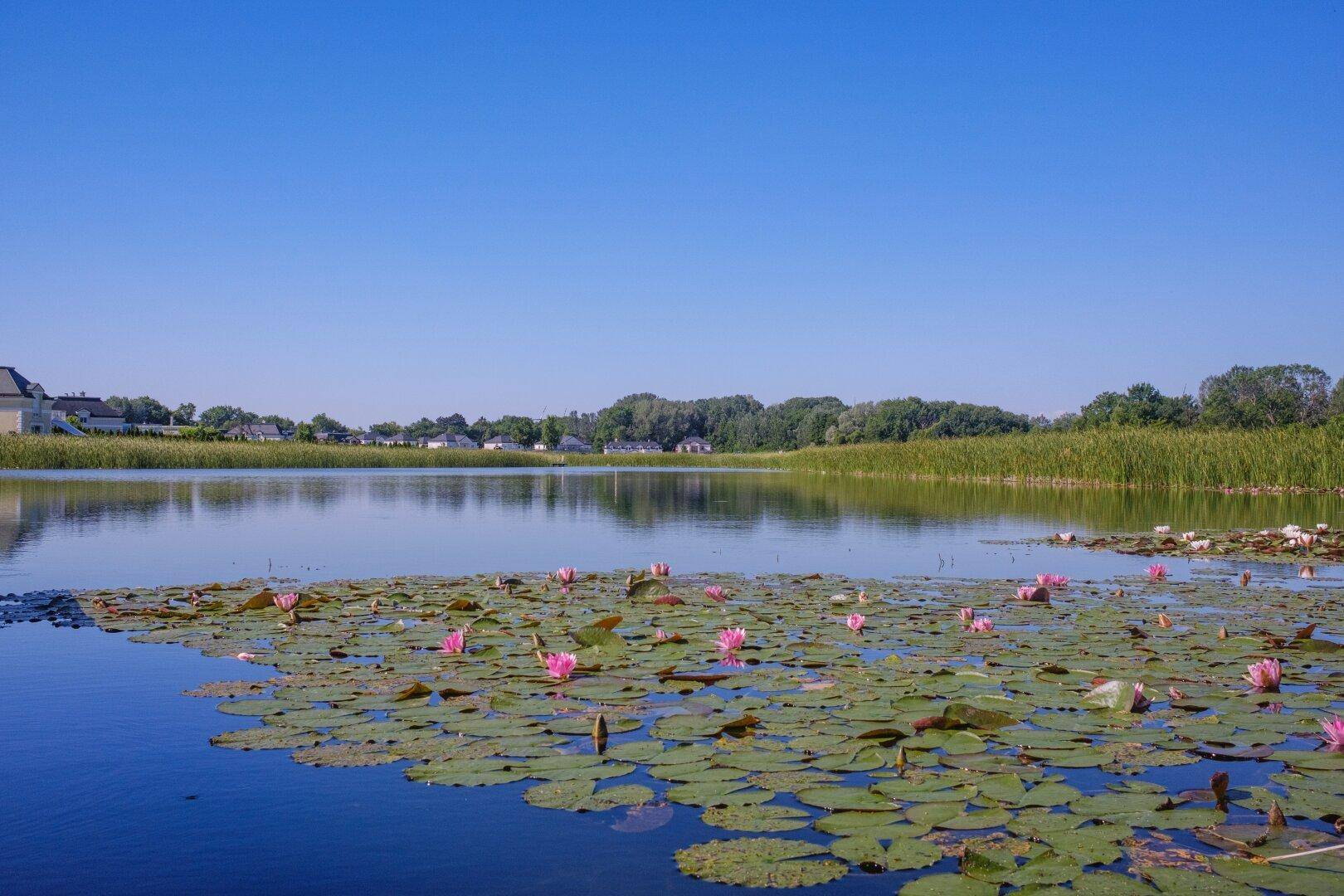 Malerischer Blick auf einen See mit Seerosen und Häusern am Horizont unter blauem Himmel.