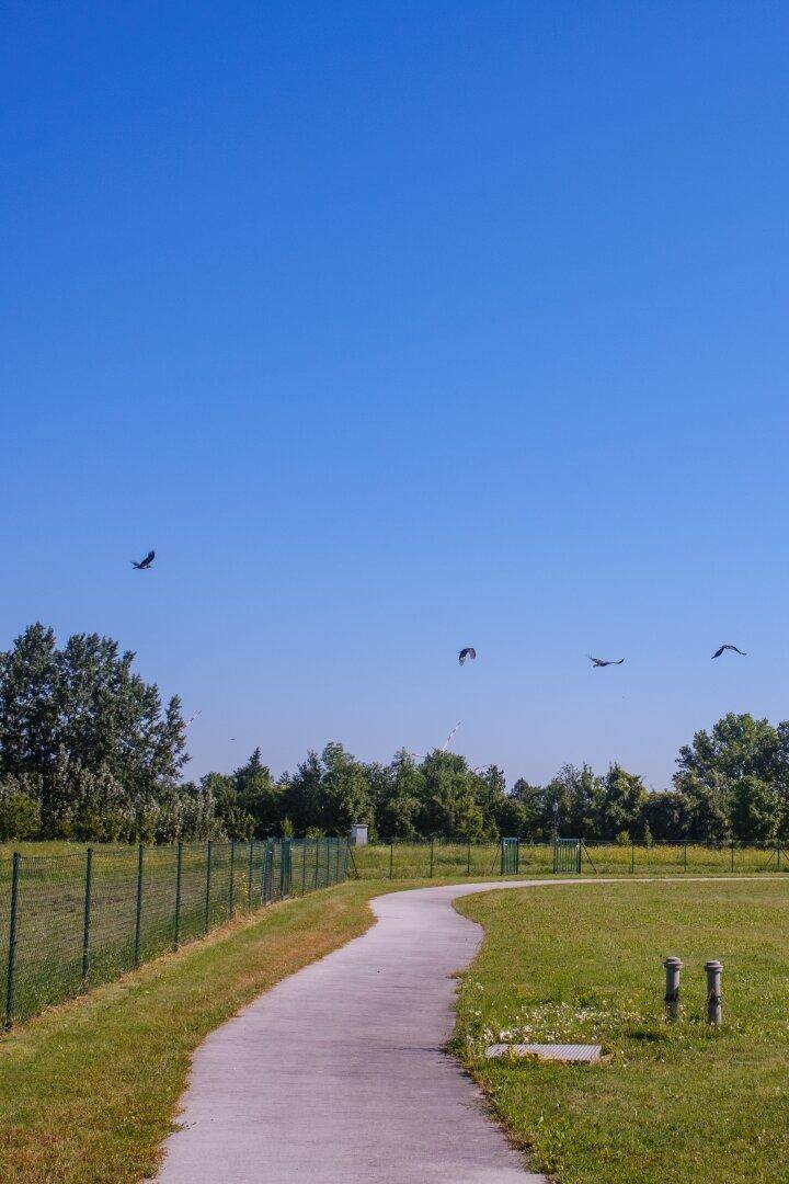 Geschwungener gepflasterter Weg durch eine Grünfläche mit Zaun, Bäumen und Vögeln am Himmel.
