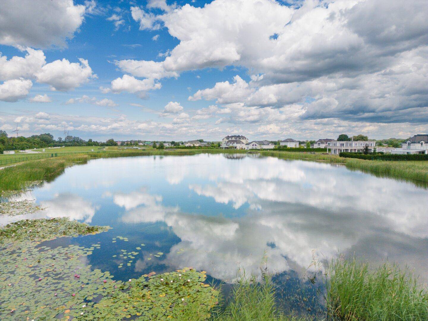 Idyllischer See mit Seerosen und Schilf, umgeben von grüner Natur.