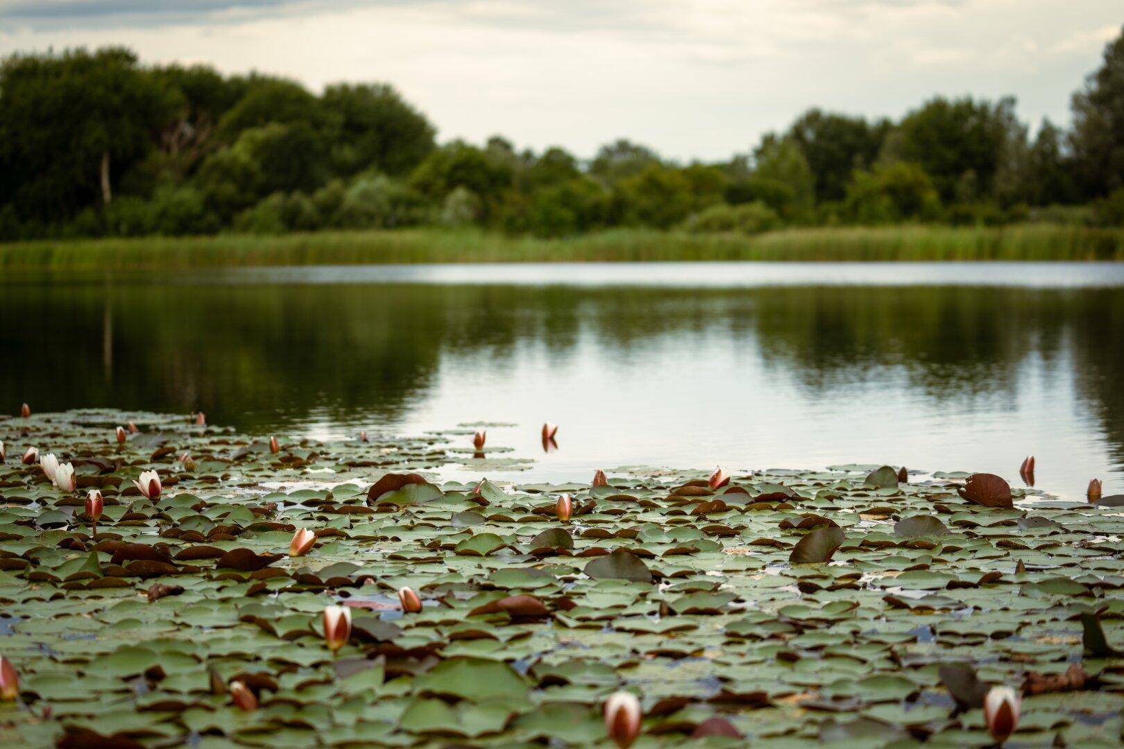 Seeoberfläche bedeckt mit Seerosen und Knospen, umgeben von üppiger Vegetation und Bäumen.