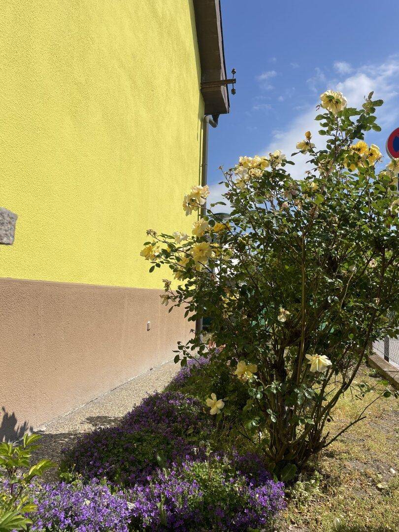 Gelbe Rosen und lila Blumenbeete entlang der Hauswand unter einem strahlend blauen Himmel.