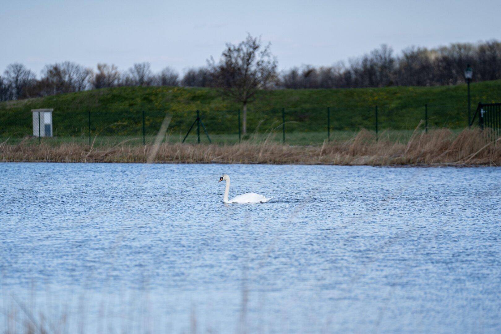 Ein Schwan schwimmt ruhig auf einem See, umgeben von einer grünen Uferlandschaft und Bäumen.