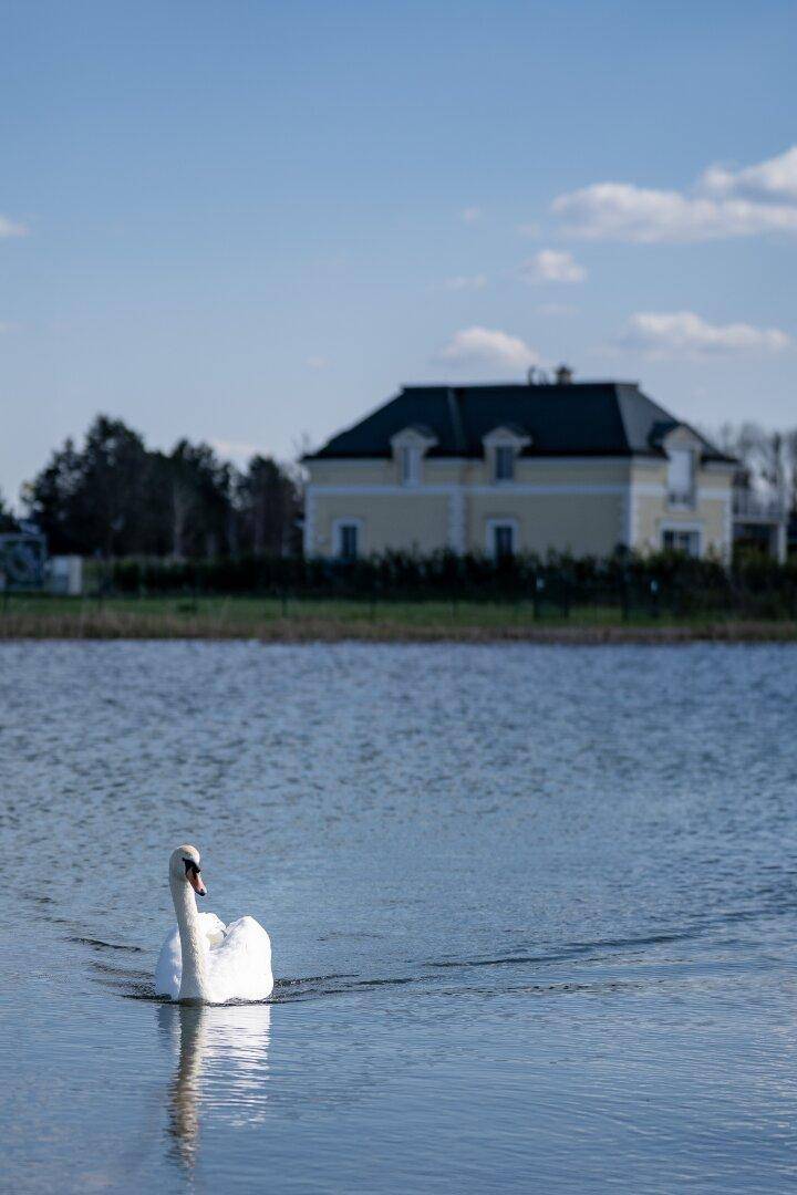 Ein eleganter Schwan gleitet über das Wasser eines Sees, mit einem gelben Haus im Hintergrund.