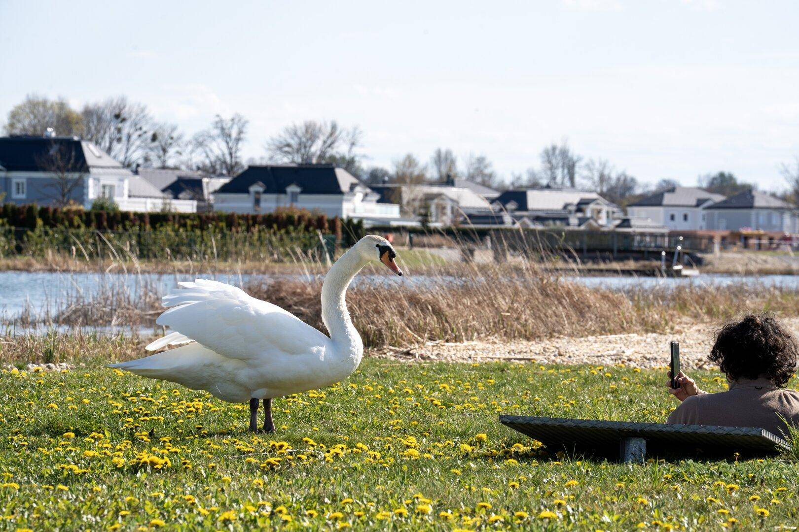 Ein Schwan auf einer Löwenzahnwiese, während eine Person im Hintergrund Fotos von den Häusern macht.