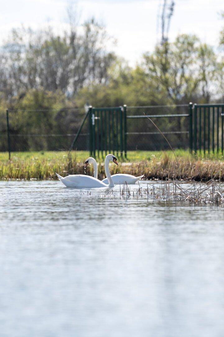 Zwei Schwäne schwimmen friedlich nahe dem Ufer, umgeben von grüner Vegetation und einem Zaun.