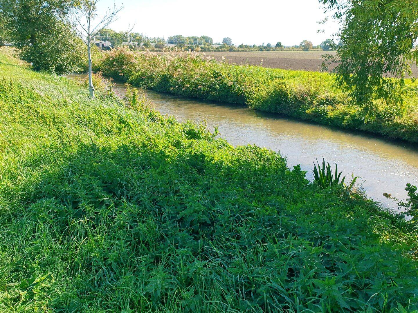 Kleiner Flusslauf umgeben von üppiger grüner Vegetation und Feldern unter strahlendem Himmel.