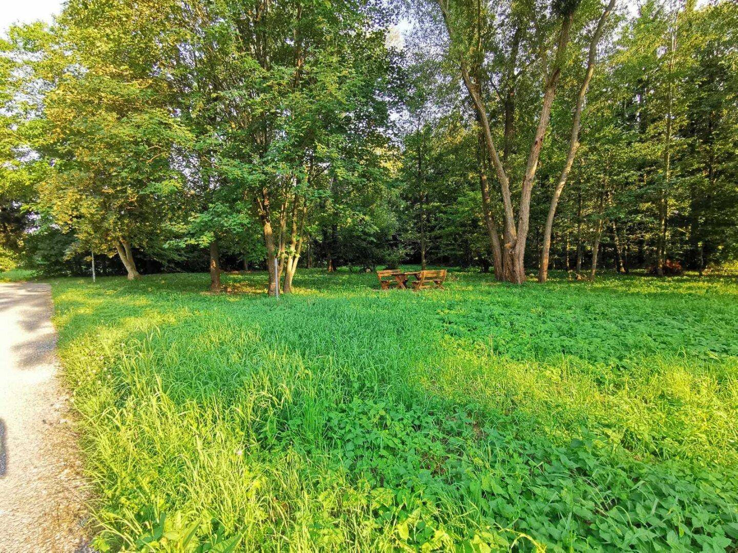 Idyllische Grünfläche mit hohen Bäumen und einer Picknickbank im Hintergrund, ideal zum Entspannen.