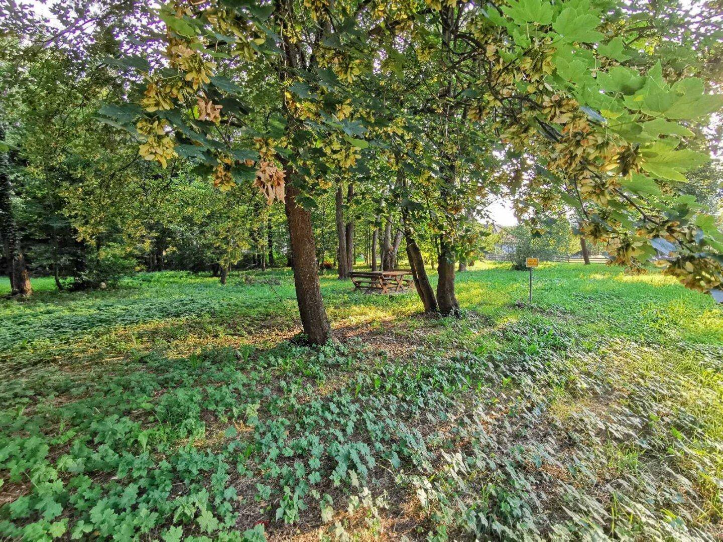 Sonnige Grünfläche mit mehreren Bäumen und einer Picknickbank, die zum Verweilen im Freien einlädt.