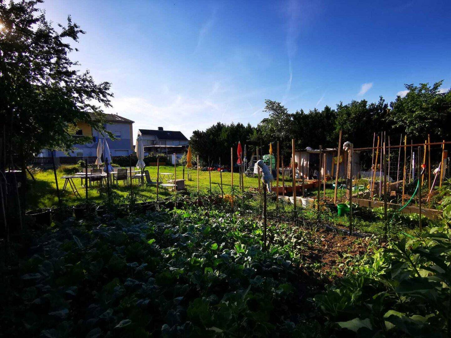 Sonniger Gemüsegarten mit verschiedenen Pflanzen und Anbauflächen, umgeben von Grün.