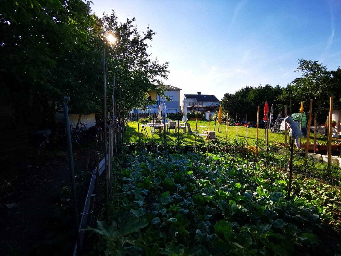 Detailansicht eines gepflegten Gemüsegartens mit frischen Pflanzen unter blauem Himmel.