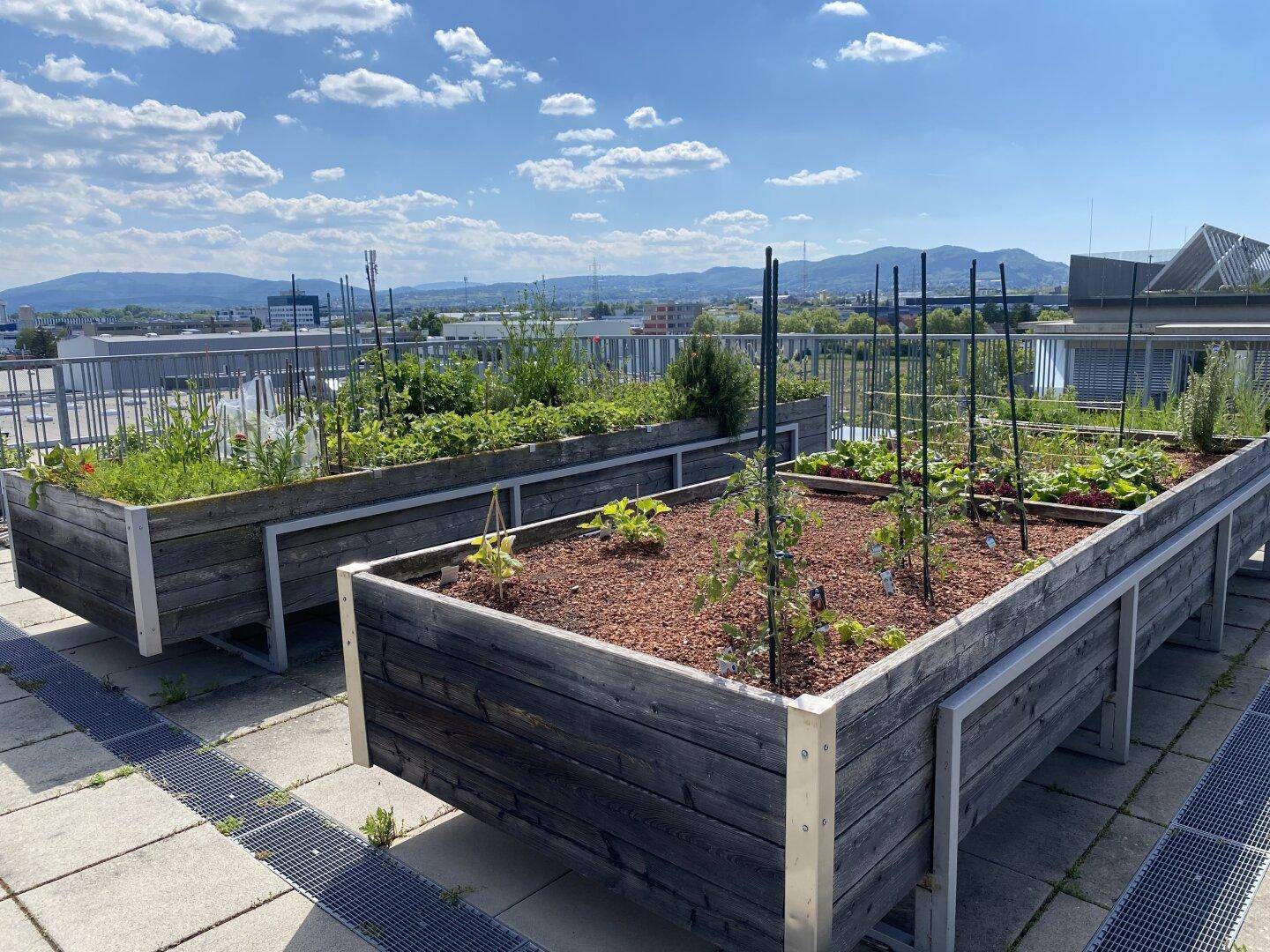Eigene Hochbeete auf Dachterrasse