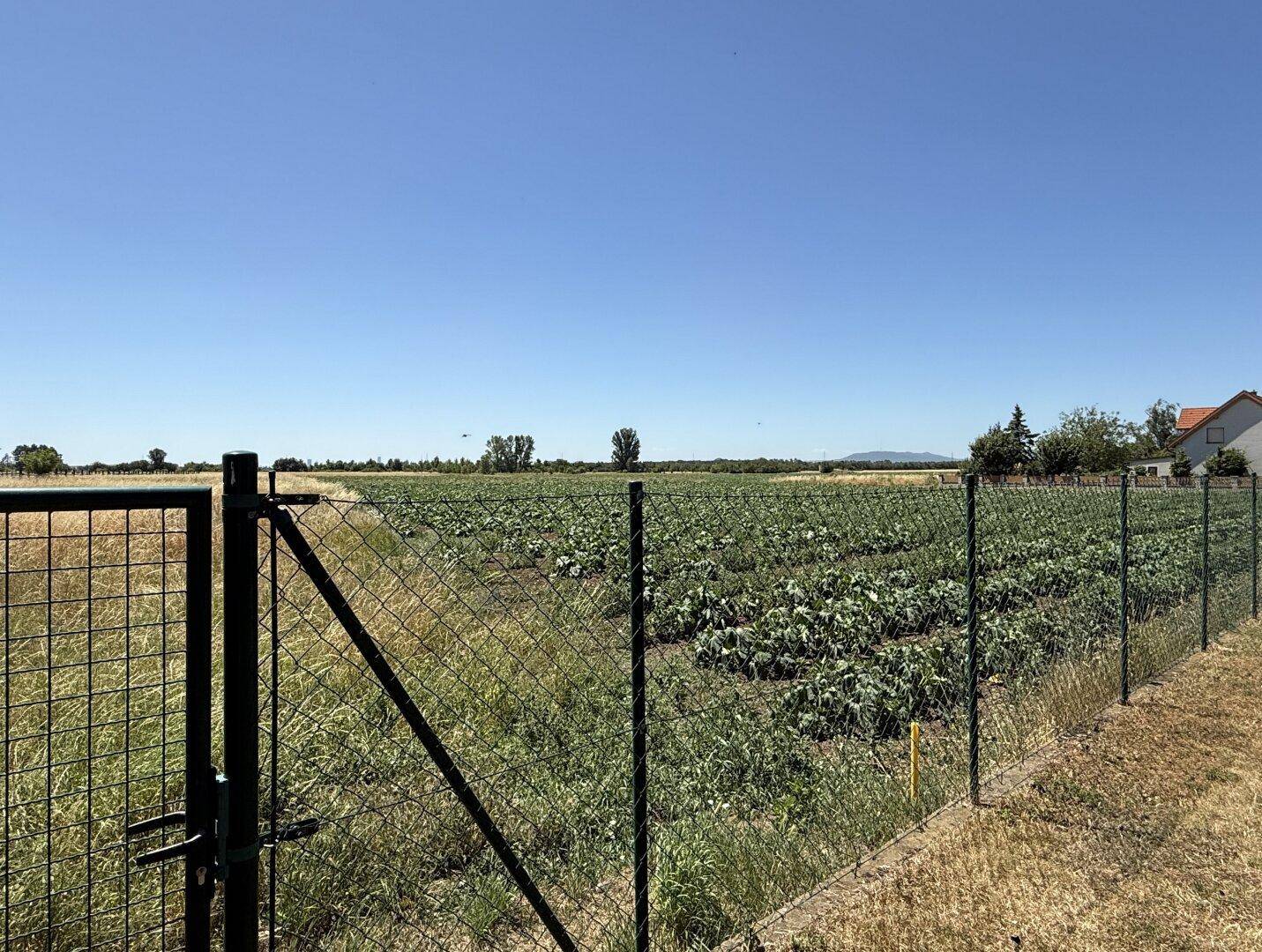 Ausblick vom Garten