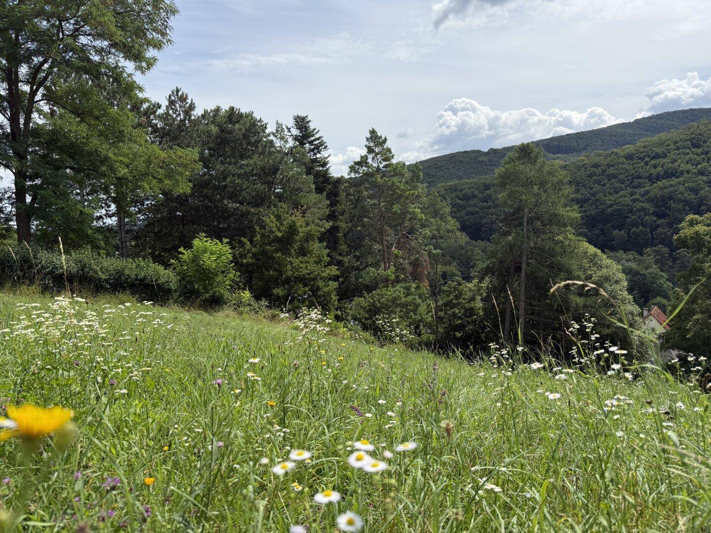 Ausblick vom Garten