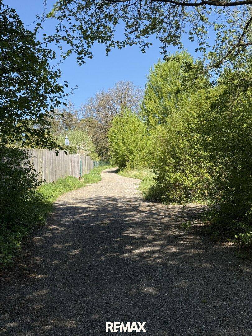 Schattiger Feldweg, umgeben von üppigem Grün und hohen Bäumen an einem sonnigen Tag.