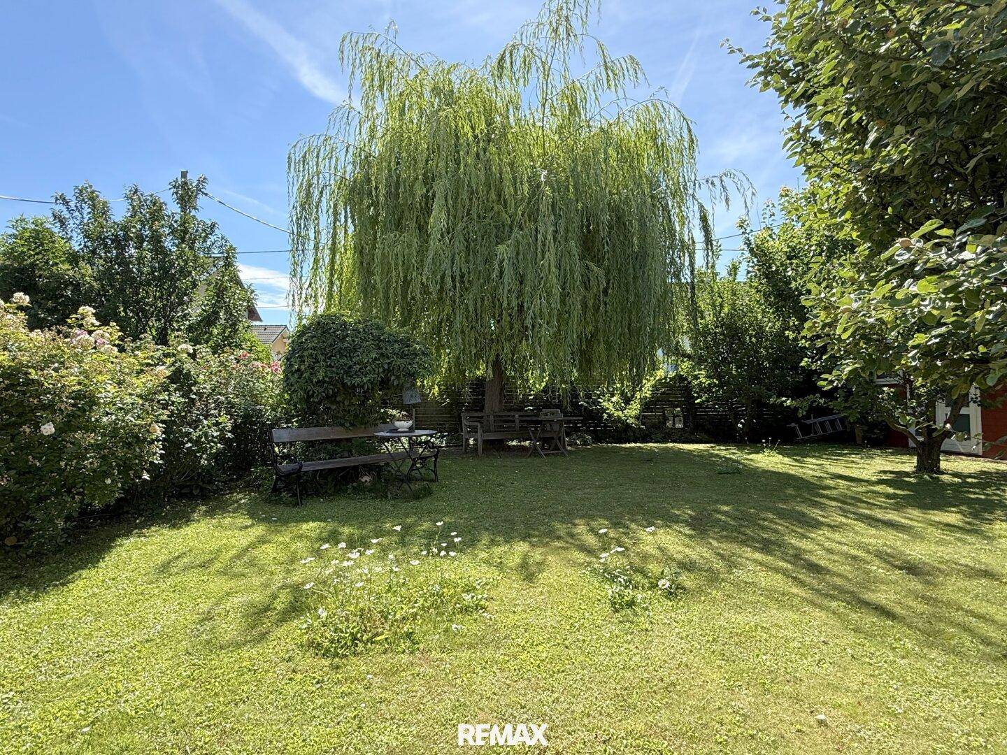 Großer Rasengarten mit altem Weidenbaum, Sitzbank und blühenden Sträuchern.