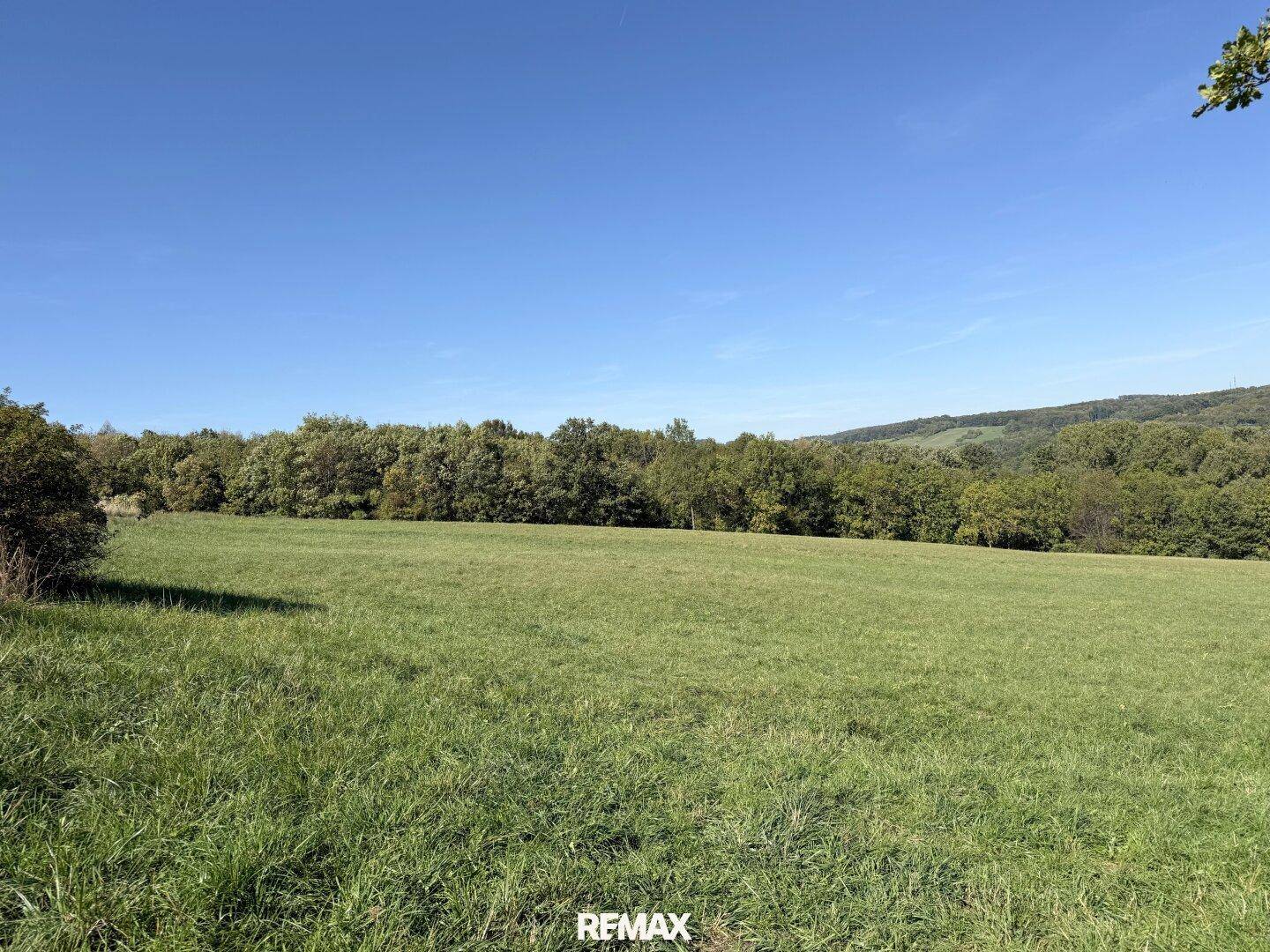 Offene grüne Wiesenfläche mit Waldrand und klarem blauen Himmel im Hintergrund.
