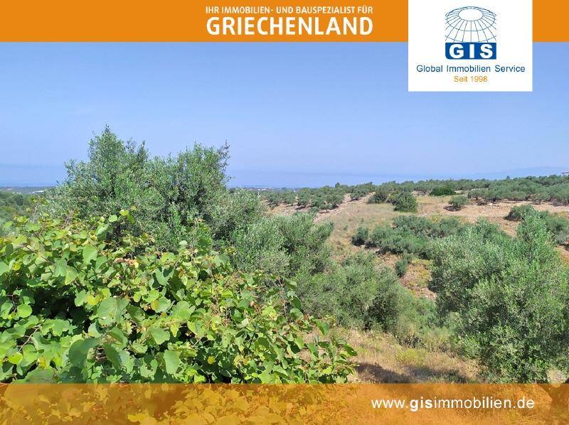 Hügeliges Gelände mit Olivenhainen und einem malerischen Ausblick auf die Küstenlinie.