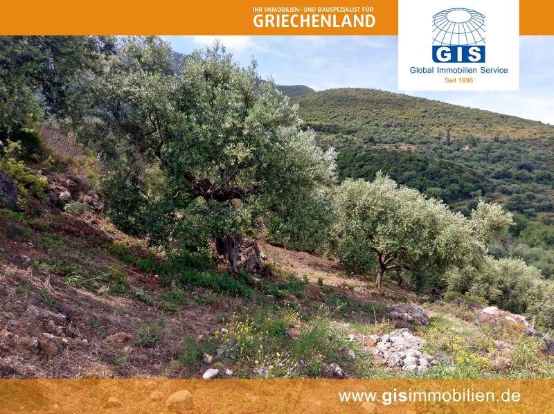 Naturbelassene Hanglage mit alten Olivenbäumen und mediterraner Vegetation.