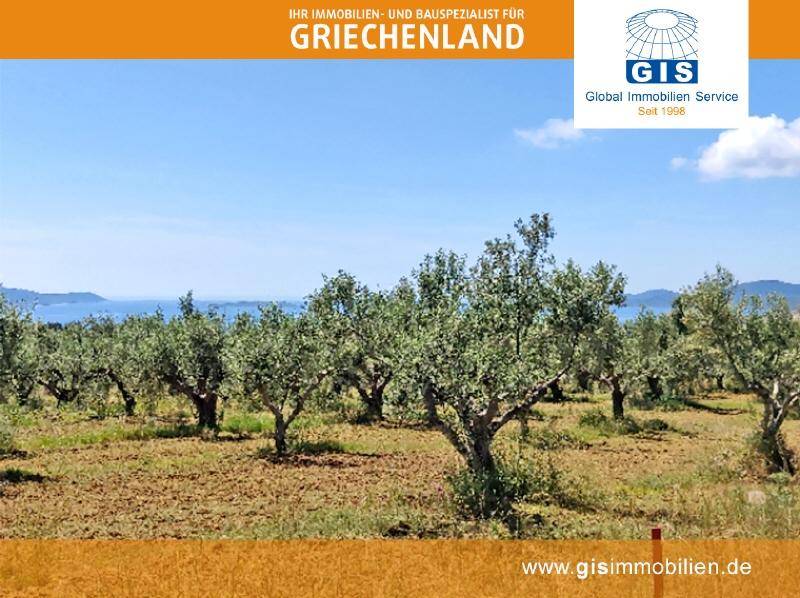 viele ertragreiche Olivenbäume