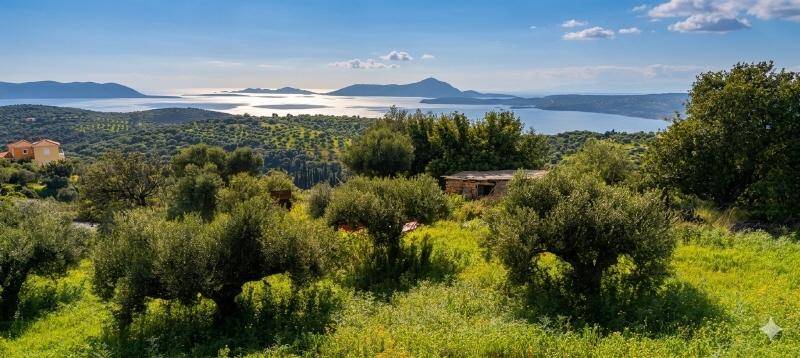 Panoramablick über eine grüne Landschaft mit Olivenhainen und einem glitzernden See in der Ferne.