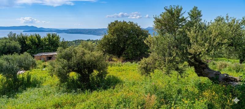 Grüne Hügellandschaft mit Olivenbäumen und einem See im Hintergrund unter blauem Himmel.