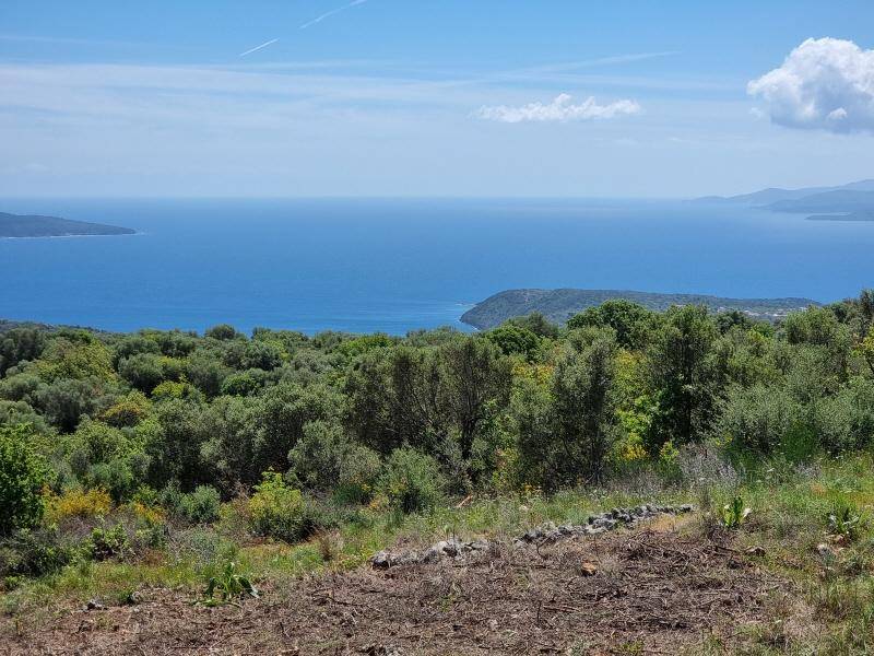Malerischer Ausblick auf das blaue Meer mit Küstenlinien und grünen Olivenhainen im Vordergrund.