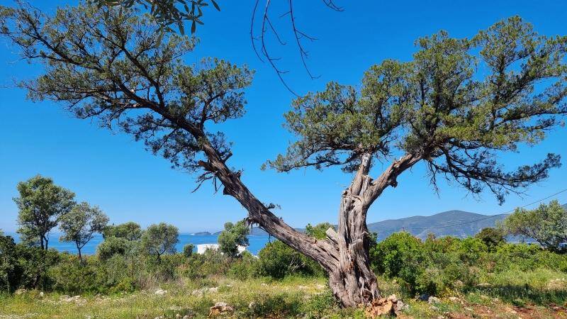 Markanter alter Baum im Vordergrund, der einen malerischen Blick auf das Meer und die umliegende Natur freigibt.