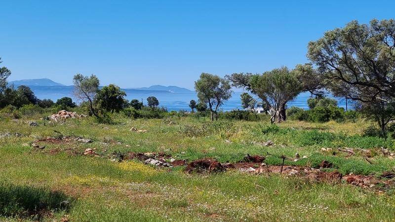 Offenes Feld mit Gras und Bäumen, das einen weiten Blick auf das Meer und die entfernten Berge bietet.