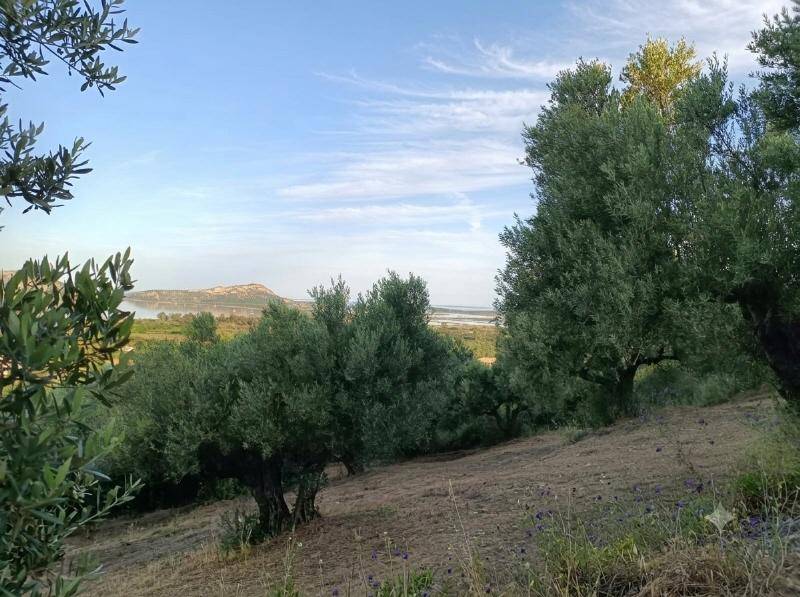 Landschaftsbild mit Olivenbäumen und einem weiten Blick auf die Ferne und das Meer.